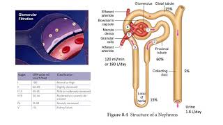 RENAL SCINTIGRAPHY [upl. by Aneladgam359]