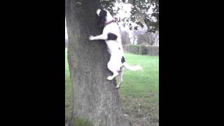 Springer Spaniel Climbing A Tree Funny Dog Moviez [upl. by Annaid]