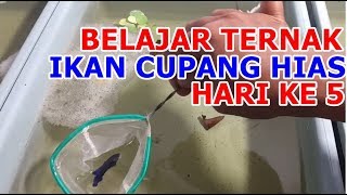 Cara Ternak Ikan Cupang Hias Dari Awal Hingga Akhir Hari Ke 5  Angkat Induk Jantan [upl. by Widera]