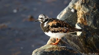 Oiseaux du bord de mer en Bretagne  Seaside birds in Brittany [upl. by De Witt]