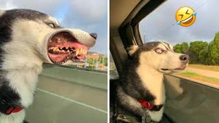 Normal dogs vs Huskies🤣 FUNNIEST Huskies  10 Minutes Best Videos  Part 3 [upl. by Roberts357]