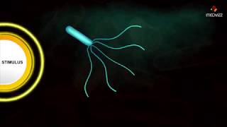 Flagellar Movement  Medical microbiology animations [upl. by Cowan583]