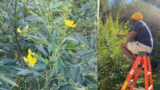 Pigeon peas flowering process Growing cajanus peas in zone 7 [upl. by Selima]