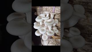 The mushroom Growth Cycle  mushroom ki kheti kaise karen mushroom মাশরুম [upl. by Mandell554]