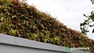 Waterhousea floribunda Weeping Lilly Pilly at Plantmark Wholesale Nurseries [upl. by Catt]