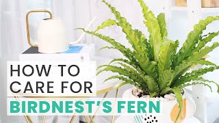 BEST TIPS  HOW TO CARE FOR BIRDS NEST FERN  ASPLENIUM NIDUS CARE GUIDE [upl. by Noval26]