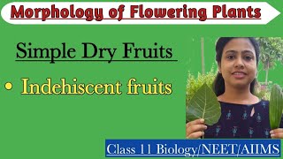 Fruits  Simple Dry Indehiscent Fruit  Morphology of Flowering Plants  Class 11 Biology NEET AIIMS [upl. by Doralynne346]