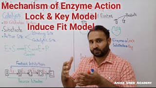 Ch 3 Lec 3 Mechanism of Enzyme Action Lock and Key Model Induce Fit Model Class 11 Biology [upl. by Corbett]