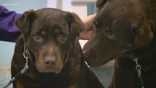 Emotional sendoff for two shelter dogs in Red Wing [upl. by Ailee]