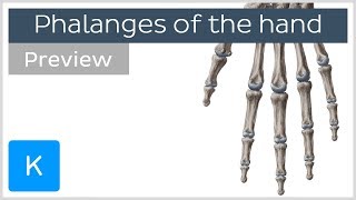 Overview of the Phalanges Bones of the Hand preview  Human Anatomy  Kenhub [upl. by Asilehc]