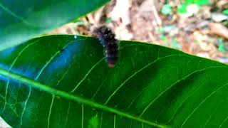 mrmmedia8827 wooly worms videos mrmmedia8827 [upl. by Beatriz]