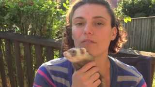 Feeding ferrets a whole raw meat diet [upl. by Yuria]