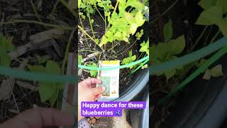 Blueberry Biloxy Southern Highbush   2023 Vid 19 [upl. by Miett]