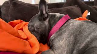 Cleo Carrots French Bulldog snoring after keeping me awake all night [upl. by Kurt308]