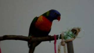 Singing Talking Dancing Rainbow Lorikeet  CHEEKY [upl. by Einneb]