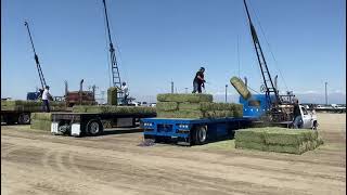 Tulare California Antique Farm Show event showing how Hay was once loaded Hay Race [upl. by Clifford]