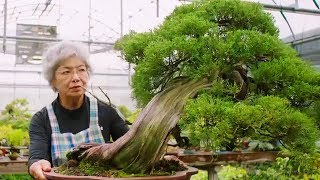 Bonsai the Endless Ritual  Extraordinary Rituals  Earth Unplugged [upl. by Alimac]