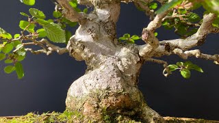 Pruning old Carpinus Coreana The Bonsai Area [upl. by Aneleasor146]