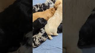 Shelleys Mountain Litter are two weeks old puppydogbreedersinIllinois [upl. by Yornoc]