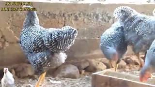 AMROCK CHICKEN INFO  CHICKEN BREEDS  AGROKOTAGR [upl. by Miuqaoj137]