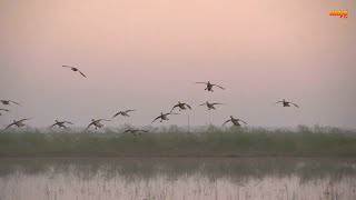 Epic Blue Wing Teal Shoot in Texas [upl. by Asiak]