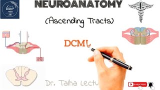 DCML  Pathway amp Signs of Lesions [upl. by Anirahc]