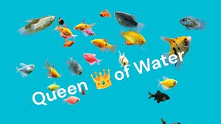 Fish Queen of Water 👑 [upl. by Ingrid194]