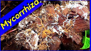 Mycelium Growth  Wood Chips Mycorrhiza Fungi [upl. by Olifoet794]