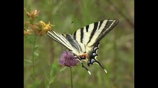 The Scarce Swallowtail Iphiclides podalirius [upl. by Denae157]