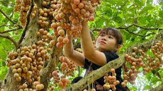 7 Day  Harvest Fruit Pearls In The Deep Forest Gold Melon Bayberry White Radish Winter Melon [upl. by Janna484]