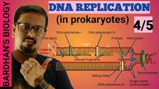 DNA REPLICATION in prokaryotes in HINDI 45 [upl. by Oigroeg]