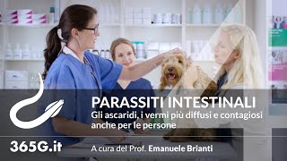 Parassiti Intestinali 4  Gli ascaridi i vermi più diffusi e contagiosi anche per le persone [upl. by Khan]