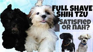 FULL SHAVE SHIH TZU FIRST TIME GROOMING [upl. by Nicholle967]