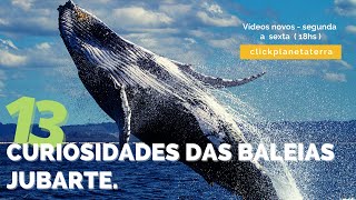 CURIOSIDADES DAS BALEIAS JUBARTE  você sabia [upl. by Filler]