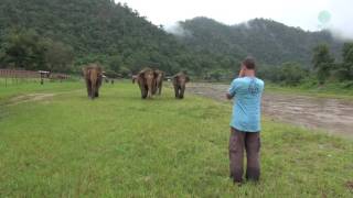 A Man Call Elephant In Different Angle  ElephantNews [upl. by Uyr]