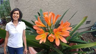 Taking care of the Clivia plants with actual results [upl. by Packston]