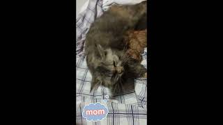 cat scream very loud painful giving birth to 5kittens [upl. by Aile615]