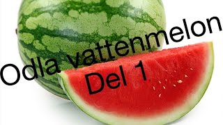 Odla vattenmelon del 1  grow watermelon from seed [upl. by Nomma618]