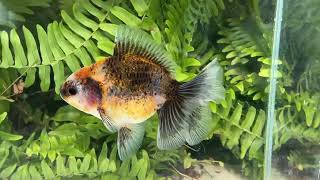 16207 Kirin Rosetail Oranda [upl. by Yemar]