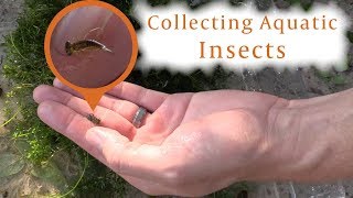 How to Collect Pond Insects [upl. by Nelyaw216]