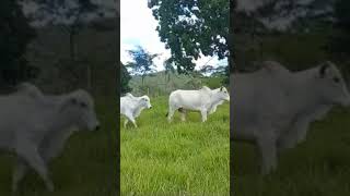 BOI NELORE BRANCO PASTANDO CAPIM RUZIZIENSIS fazenda vaca vaquera gado [upl. by Ainnet127]