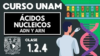 🌱 ÁCIDOS NUCLEICOS  Examen UNAM  ADN Y ARN nucleótidos bases nitrogenadas  Biología UNAM [upl. by Mide86]