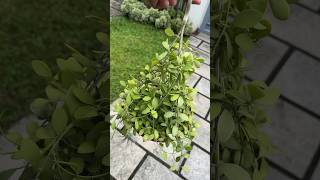 Dischidia potting mix part 2 gardening plant garden dischidia planttips shadelovingplants [upl. by Xuaeb]