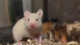 Meet the 50 Hamsters from The Rescue Last Night  Munchies Place [upl. by Dexter692]