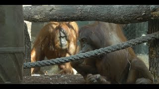 Parrainez un orangoutan de la Ménagerie [upl. by Carlstrom]