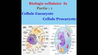 Biologie cellulaire partie 1 Cellule Eucaryote et cellule Procaryote [upl. by Stringer150]