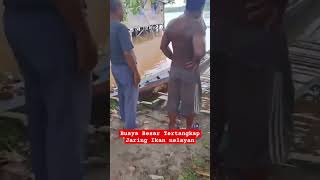 Buaya Besar Terperangkap Jaring Ikan Para Nelayan 😱😱 joefishingkalimantan fishing shorts [upl. by Eerahc]