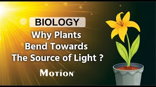 Plant Responses Auxin in Phototropism and Geotropism  Alevel Biology  OCR AQA Edexcel [upl. by Hsaka894]