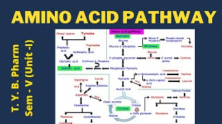 Amino Acid Pathway Pharmacognosy [upl. by Neff446]