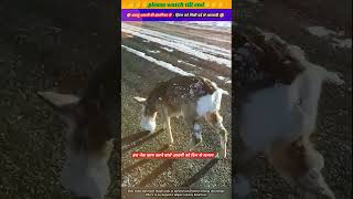 दयालु आदमी की इंसानियत से हिरण को मिली दर्द से आजादी 🥹🙏 animal animals animallover deer [upl. by Annaoy]